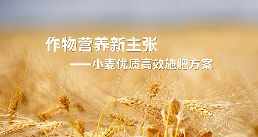 【小麦篇】作物营养新主张——小麦优质高效施肥方案